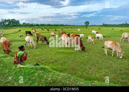 Bogura, Bangladesch - 29. Juni 2018: Blick auf Kühe, die friedlich auf den üppigen grünen Feldern weiden, in der Nähe einer Frau in traditioneller Kleidung, unter einem mit weichen Pastelltönen bemalten Himmel. Stockfoto