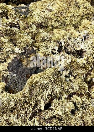 Algenbedeckte Vulkangesteine, die bei Ebbe an der Küste der Azoren in Portugal freigelegt werden. Stockfoto