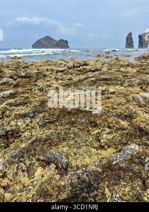 Basaltische Lavaformationen und Küstenfelsen mit Mosteiros-Inseln im Hintergrund, Insel São Miguel, Azoren. Stockfoto
