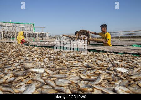 Cox's Bazar, Bangladesch - 29. November 2022: Blick auf getrockneten Fisch, der unter der Sonne schimmert, in großen Mengen auf dem sandigen Boden gelegen, im Kontrast Stockfoto