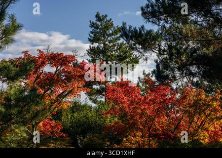 Leuchtend rote Ahornblätter leuchten zwischen immergrünen Kiefern im japanischen Wald und fangen den jahreszeitlichen Kontrast zwischen Herbstlaub und tiefgrünem ne ein Stockfoto