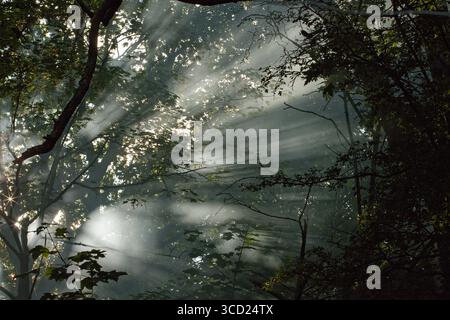 Lagerfeuer-Rauch durch Baumblätter. Licht und Sonnen strahlen durch Rauch in einer Waldlandschaft. Stockfoto