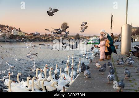Möwen und Schwäne auf der Moldau in Prag bei einem ruhigen, orangen Wintersonnenuntergang mit Prager Burg und Karlsbrücke im Hintergrund Stockfoto