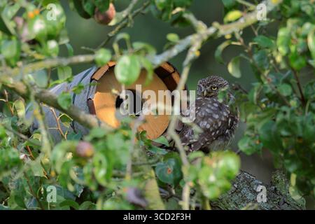 DATUM NICHT ANGEGEBEN vor der Niströhre... Steinkauz Athene noctua sitzt gut versteckt vor einer Nisthilfe, Brutröhre in einem Birnbaum und schaut sich um, heimische Natur *** Minervas Eulen Athene noctua sitzt gut versteckt vor einer Nisthilfe, Brutröhre in einem Birnbaum und schaut sich um, heimische Natur Nordrhein-Westfalen, Rheinland Deutschland, Westeuropa Stockfoto