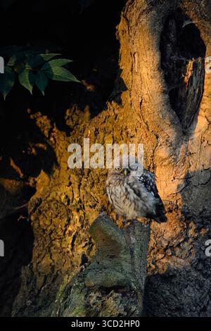Kleine Eulen / Minervas Eulen ( Athene noctua ), sitzen an ihrem Lieblingsplatz in einem alten Baum, genießen die Sonne am ersten Morgen, die Tierwelt, Europa. Stockfoto