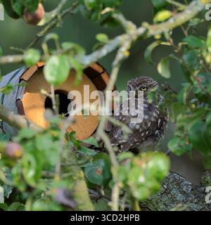 Minervas Eulen / kleine Eulen (Athene noctua) sitzt in einem alten Birnenbaum vor seiner künstlichen Nisthilfe, Wildtiere, Europa. Stockfoto