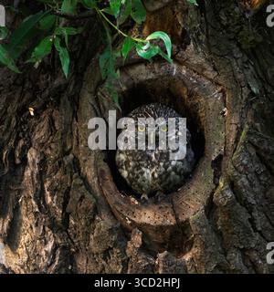 Kleine Eulen / Minervas Eulen ( Athene noctua ) sitzen, ruhen aus, beobachten aus natürlichen Baumhöhlen in einer alten pollerweide, Tierwelt Europa. Stockfoto