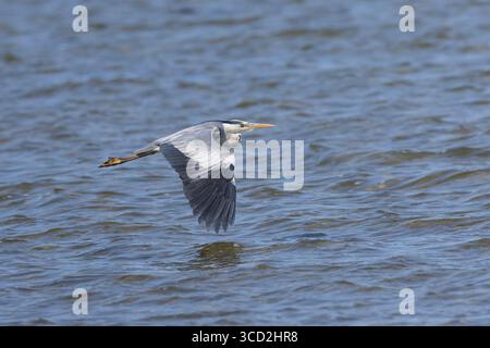 Graureiher, Flug, Flugbild, fliegend, Grau-Reiher, Fischreiher, Reiher, Ardea cinerea, Graureiher, Graureiher, Heron, Fliegen, Flug, Héron cendré Stockfoto