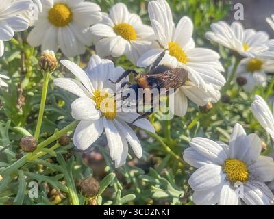 Nahaufnahme der gemahlenen Hummel (Bombus terrestris), die auf einer Blume von großblütigem Gänseblümchen (Leucanthemum) sitzt und Nektar saugt, Deutschland Stockfoto