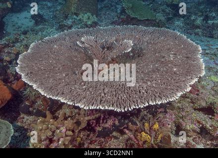 Runde gewachsene Hyazinth Table Coral Ansicht von rund gewachsenen gesunden intakten Hyazinth Table Coral (Acropora hyacinthus) Hyazinth Table Coral, Pazifik, Ha Stockfoto
