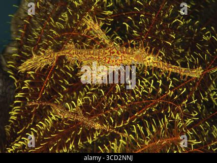 Paar Geisterpfeifenfische (Solenostomus paradoxus), Judengeisterpfeifenfische, Indischer Ozean, Thailand Stockfoto