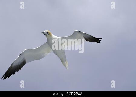 Ein Gannet im Flug mit Flügeln, die gegen einen bewölkten blauen Himmel gestreckt sind, Noss, Shetland-Inseln, Schottland, Großbritannien Stockfoto