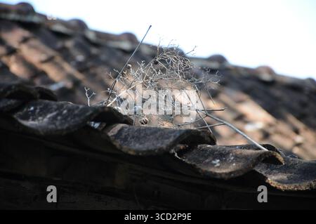 Eine kleine, trockene Pflanze sitzt auf einem alten, verwitterten Ziegeldach Stockfoto