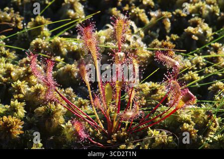 Fleischfressende blühende Pflanze englischer Sonnentau (Drosera anglica) auf einem Sphagnum-Moor in Europa, Weißrussland Stockfoto