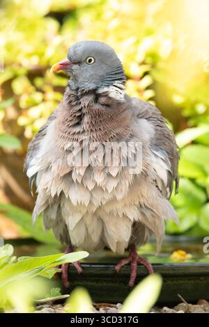 Gemeine Holztaube Holztaube Columba palumbus kühlt sich im Garten-Vogelbad ab, Großbritannien Stockfoto