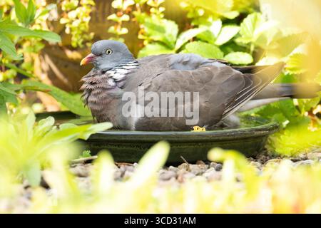 Gemeine Holztaube Holztaube Columba palumbus kühlt sich im Garten-Vogelbad ab, Großbritannien Stockfoto