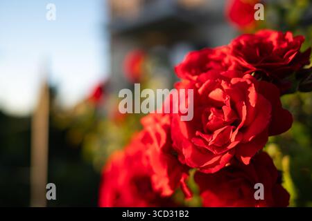 Blühende rote Rosen wachsen auf einem hohen Busch. Nahaufnahme, geringe Schärfentiefe, Tageslicht bei Sonnenuntergang, keine Personen Stockfoto