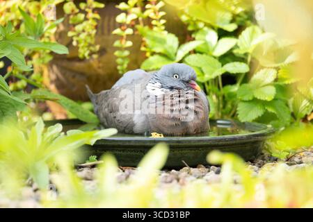 Gemeine Holztaube Holztaube Columba palumbus kühlt sich im Garten-Vogelbad ab, Großbritannien Stockfoto