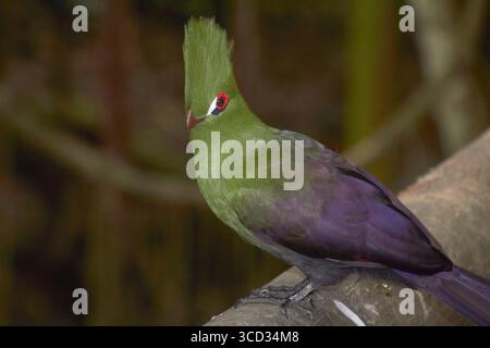 Nahaufnahme eines Knysna Turaco mit leuchtendem Rotem Auge und prominentem Crest Stockfoto