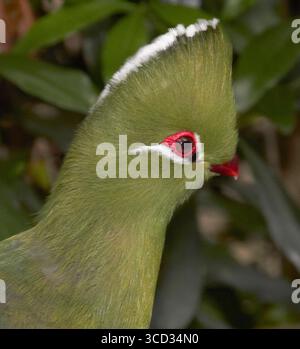 Nahaufnahme eines Knysna Turaco mit leuchtendem Rotem Auge und prominentem Crest Stockfoto