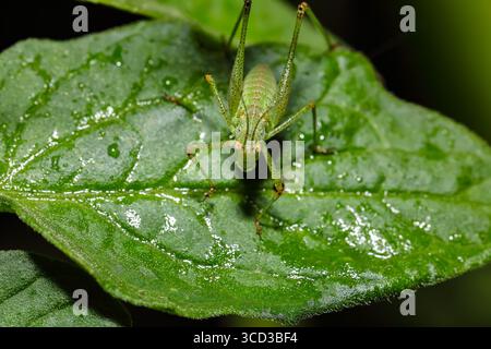 Fantastisches Nahbild von Grashüpfer auf dem Gras mit verschwommenem Hintergrund. Grashüpfer-Makroansicht. Stockfoto