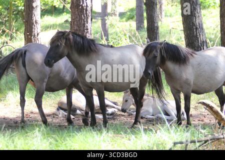 Das Konik (Polnisch: konik polski oder konik biłgorajski) oder das polnische Primitivpferd ist ein kleines Halbferenpferd aus Polen Stockfoto