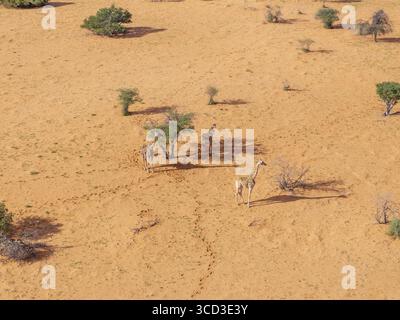 Giraffen aus der Vogelperspektive in der riesigen Kalahari-Wüste mit trockener Landschaft und verstreuten Bäumen, Hardap, Namibia. Stockfoto