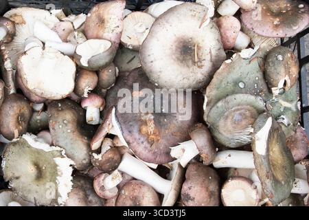 Nahaufnahme von frischen Russula-Pilzen in verschiedenen Grün-, Violett- und Brauntönen. Biologische Waldernte perfekt zum Kochen, gesunde Ernährung und Gemüse Stockfoto