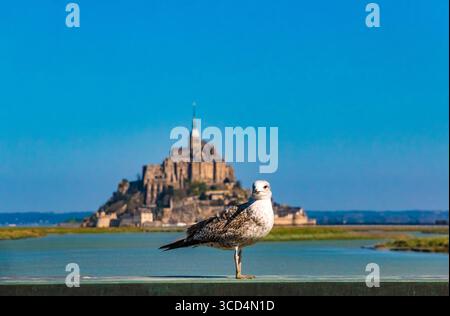 Schöne Aussicht auf eine junge europäische Heringsmöwe (Larus argentatus), die in die Kamera blickt, mit dem majestätischen Mont-Saint-Michel, dem berühmten... Stockfoto