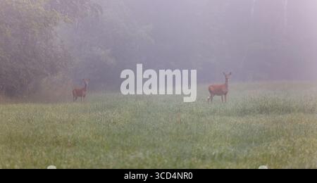Weißschwanz macht es an einem Augustmorgen im Norden von Wisconsin. Stockfoto