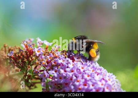 Profil eines Hummelinsekts, das sich von einer Buddleia-Blüte ernährt, die in der Wildnis wächst, London, England. Nahaufnahme. Bestäuber. Insekten. Stockfoto