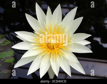 Dotleaf Waterlilie, Nymphaea ampla, Nymphaeaceae. Tropisches Und Subtropisches Amerika. Nymphaea ampla, auch bekannt als Dotleaf-Seerose. Stockfoto