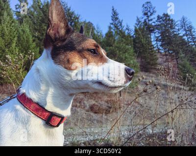 Blick aus dem niedrigen Winkel auf einen Jack Russell Terrier Hund, der etwas in der Ferne beobachtete, während er in einem Wald spaziert Stockfoto