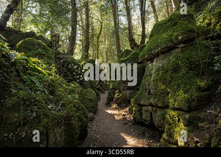 Eine felsige Schlucht in einem gemäßigten Regenwald mit Moos und Farnen, England Stockfoto