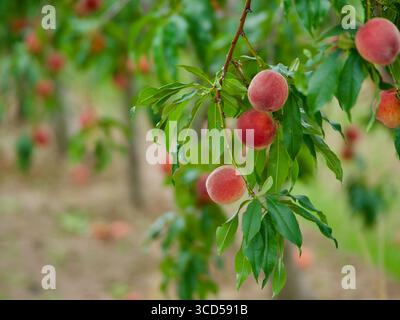 Reife Pfirsiche aus Niagara hängen an einem Baum Stockfoto