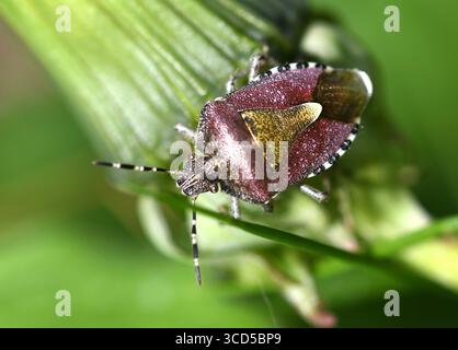 Schleppwanzer / Hairy Schildwanzer (Dolycoris baccarum) auf einem Löwenzahn UK Stockfoto