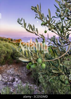 Eine Nahaufnahme eines grünen Olivenzweigs mit einem malerischen Blick auf ein mediterranes Küstendorf und das Meer bei Sonnenuntergang Stockfoto