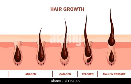 Infografiken zum Vektorquerschnitt des Haarwachstumszyklus. Anagen, aktives Wachstum, Catagen-Übergangsphase, Telogen-Ruhephase und Anagen-Wiederanlaufphase. Die Haarfollikel durchlaufen eine kontinuierliche Regeneration Stock Vektor