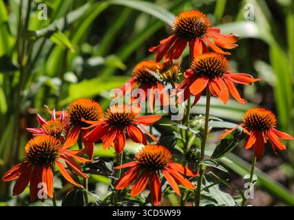 18.08.2025 Bialystok Polen. Bunte Echinacea-Blüten in den Sonnenstrahlen des Sommers. Stockfoto