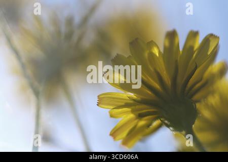 Blühender herbstlicher Löwenzahn (Leontodon autumnalis), Kempen, Nordrhein-Westfalen, Deutschland Stockfoto