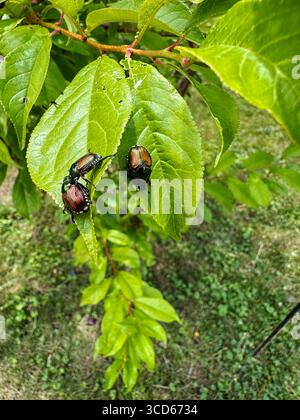 Invasive japanische Käfer essen Blätter auf einem Pflaumenbaum Stockfoto