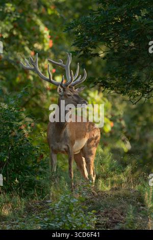 Rotwild (Cervus elaphus), männlich, Hirsch, mit Samtgeweih, steht auf einer kleinen Lichtung in einem Mischwald, beobachten, schönes Abendlicht, Tierwelt Stockfoto