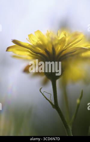Blühender herbstlicher Löwenzahn (Leontodon autumnalis), Kempen, Nordrhein-Westfalen, Deutschland Stockfoto