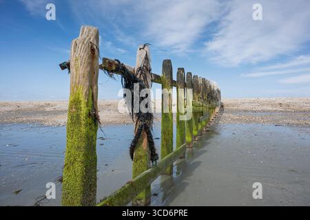Verwitterte Holzkiefer, die sich entlang eines Sandstrandes erstrecken Stockfoto