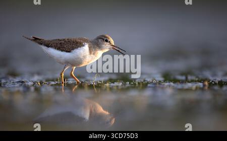 Sandpiper Actitis Hypoleucos beim Sammeln von Speisen in den wunderschönen Sonnenstrahlen, das beste Foto Stockfoto