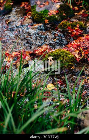 Herbstlaub, einschließlich japanischem Ahorn an einem Bach im moosbedeckten Teil des Murin-an Gartens, Kyoto, Kansai, Japan Stockfoto