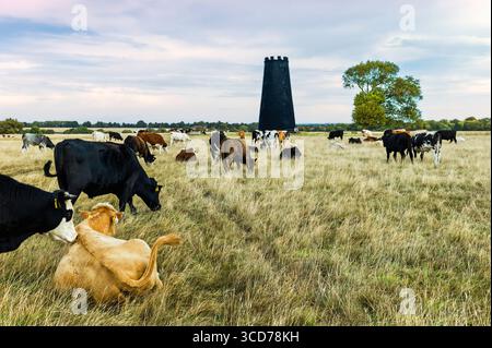 Frei umherziehende Rinder grasen auf hohen Gräsern unter dem Himmel mit Wolken und stillgelegten Windmühle am Horizont, flankiert von Bäumen. Westwood, Beverley, Yorkshire, Großbritannien Stockfoto