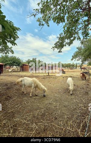 Zwei weiße Ponys sind der Mittelpunkt, die auf einem großen, offenen Feld weiden und andere Pferde im Hintergrund. Das Tageslicht hebt die Details von hervor Stockfoto