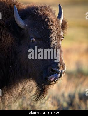 Junge Bisons lecken sich die Lippen; Yellowstone National Park, Wyoming. Stockfoto