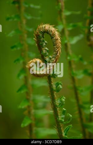 Swordfern frond entfaltet sich, Willamette National Forest, Oregon. Stockfoto